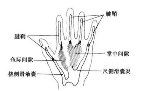 2019考研：西医综合内科学考研知识点(感染三)