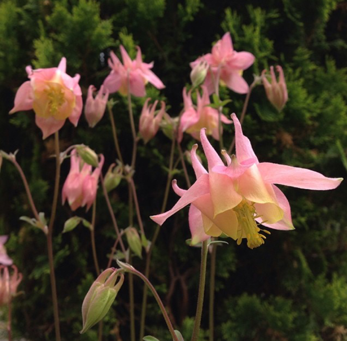 2017英语四六级备考小憩：美文鉴赏之生命美于变化