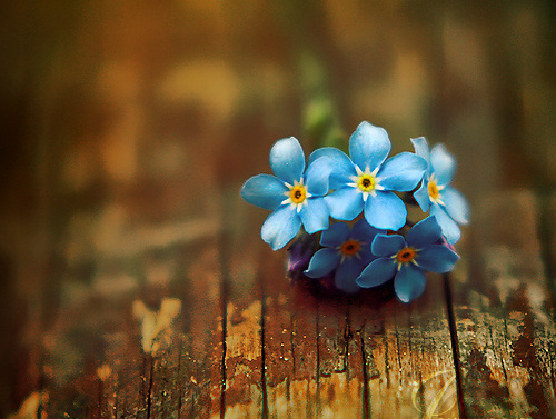 2017英语四六级备考指导季之非限制性定语从句(二)