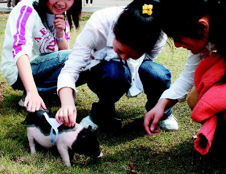 2017年5月英语六级口语考试真题:校园养宠物
