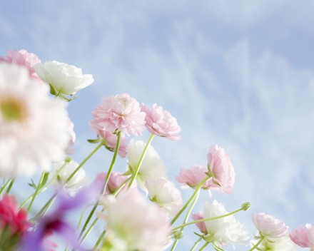 2017英语四六级备考指导季之同位语结构(一)